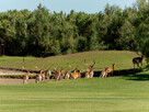 Isola Albarella - Hirsche im Golfplatz (c) Mirco Toffolo
